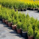 Tuja západná (Thuja occidentalis) ´SMARAGD´ - výška 40-60 cm, kont. C3L